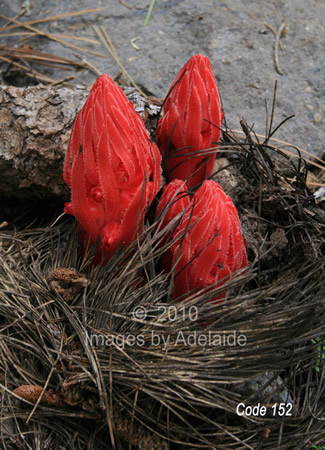 Snow Plants